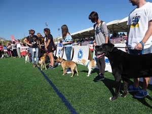 Canes de diferentes razas participaron en el VII Concurso Canino
